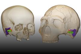 Neanderthal_hearing (1)